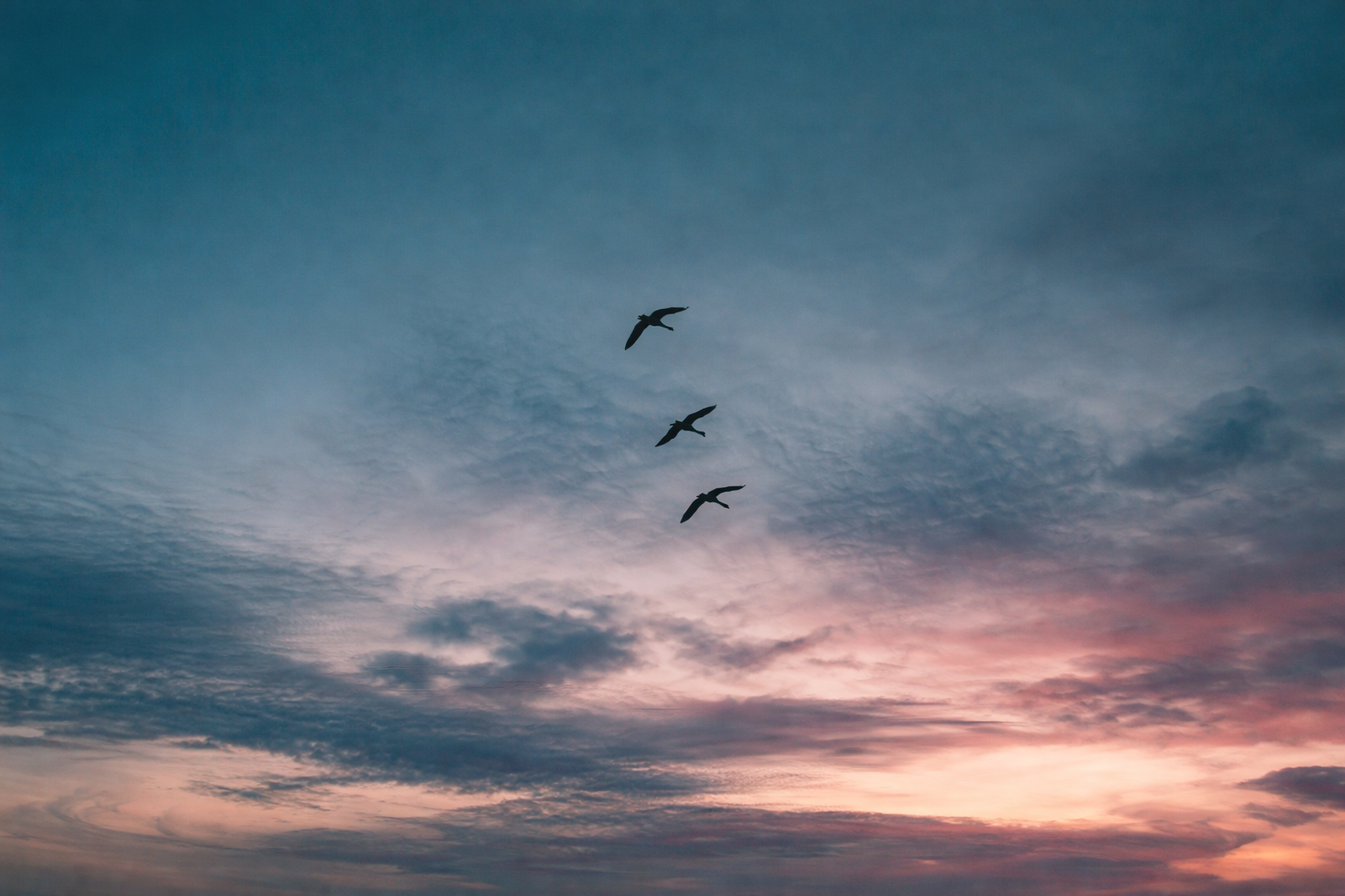 Птицы в небе